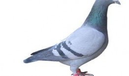 武汉鸽子最新爆料消息,揭秘城市生活新动态